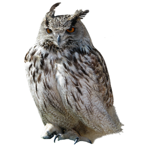 Owl PNG-26801